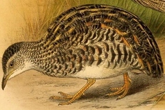Dwarf Tinamou photo 2