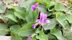 Viola confusa