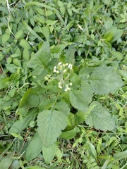 Dichrocephala integrifolia