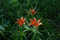 Lilium pensylvanicum
