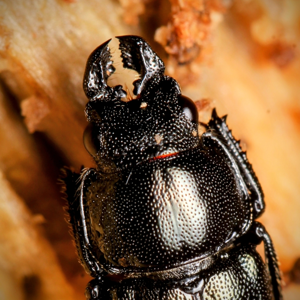 Oak Stag Beetle