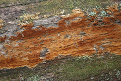 Botryobasidium simile