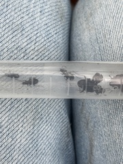 Anchomenus quadratus