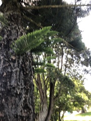 Araucaria heterophylla