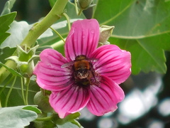 Bombus robustus