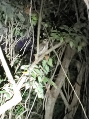 Strix virgata