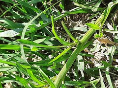 Scorzonera laciniata