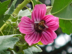 Bombus robustus