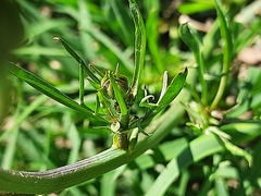 Scorzonera laciniata