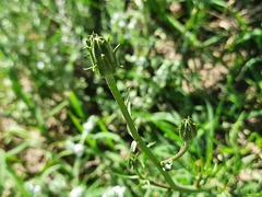 Scorzonera laciniata