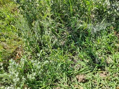 Scorzonera laciniata