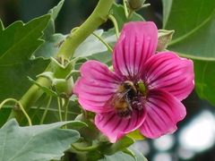 Bombus robustus
