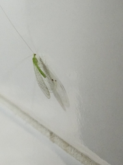 Chrysopidae