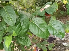 Cyclophyllum