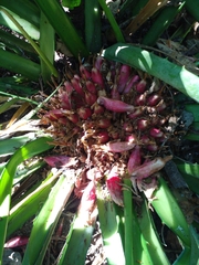 Bromelia karatas
