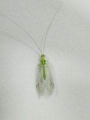 Chrysopidae