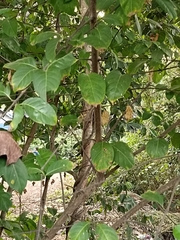Cyclophyllum
