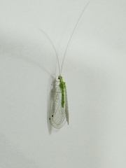Chrysopidae