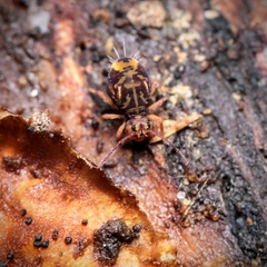 Dicyrtomina