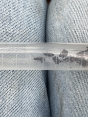 Anchomenus quadratus