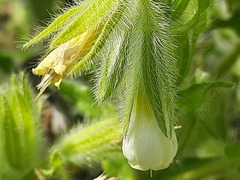 Onosma setosa