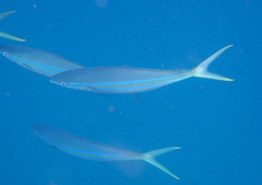 Elagatis bipinnulata