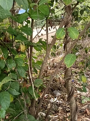 Cyclophyllum
