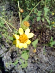 Simsia foetida