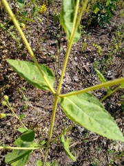 Simsia foetida