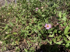 Symphyotrichum elliottii