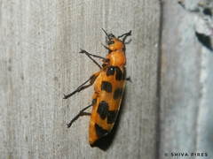 Cissites maculata
