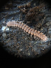 Polydesmus angustus