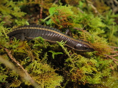 Pholidobolus vertebralis