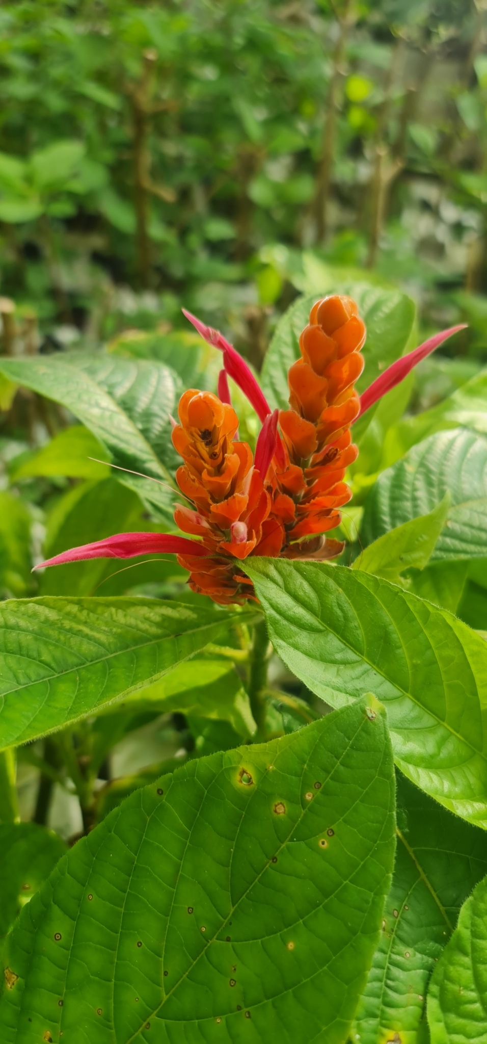 Imagem de Camarão-vermelho