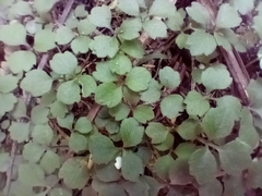 Azorella hookeri