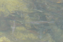 Tylosurus crocodilus