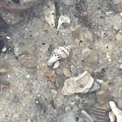 Acanthinucella spirata