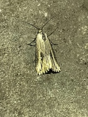 Crambodes talidiformis