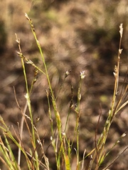 Eragrostis frankii