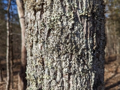 Punctelia missouriensis