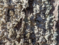 Punctelia missouriensis