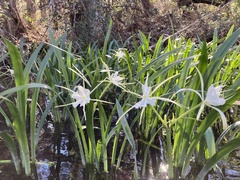 Hymenocallis
