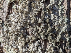 Punctelia missouriensis