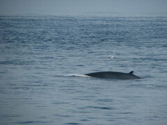 Balaenoptera acutorostrata