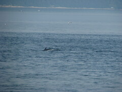 Balaenoptera acutorostrata