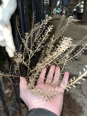 Lepidium densiflorum