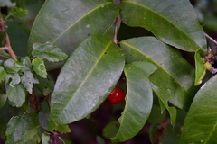 Eugenia pseudopsidium