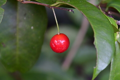 Eugenia pseudopsidium