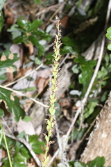Platanthera transversa