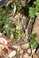 Platanthera transversa